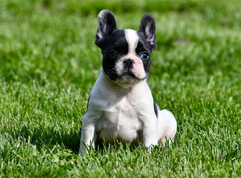 Mouse - Cute AKC Male French Bulldog!!