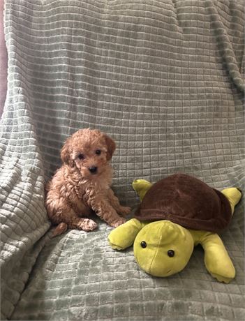 Mini Goldendoodle