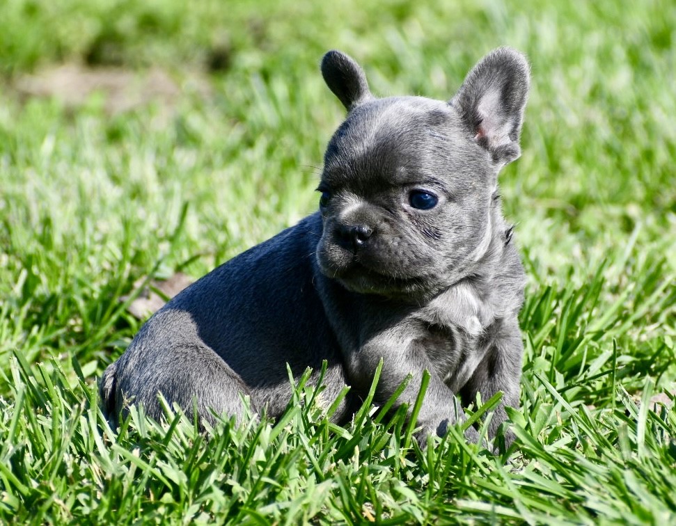 Bode ~ Gorgeous AKC Blue Male French Bulldog
