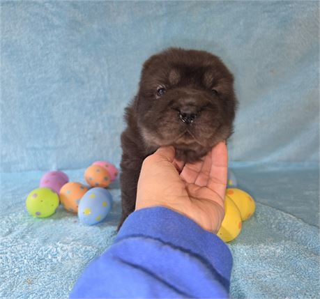 Poptart is ready to hop on your couch