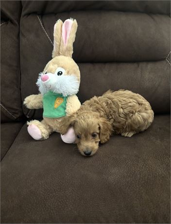 Mini Goldendoodle