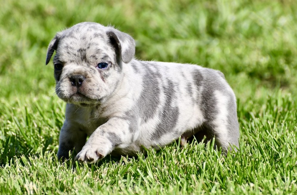 Kase ~ Gorgeous AKC Merle Male French Bulldog