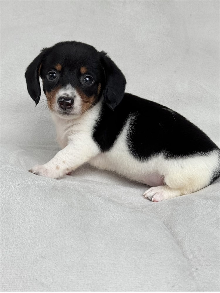 Miniature dachshund dapple