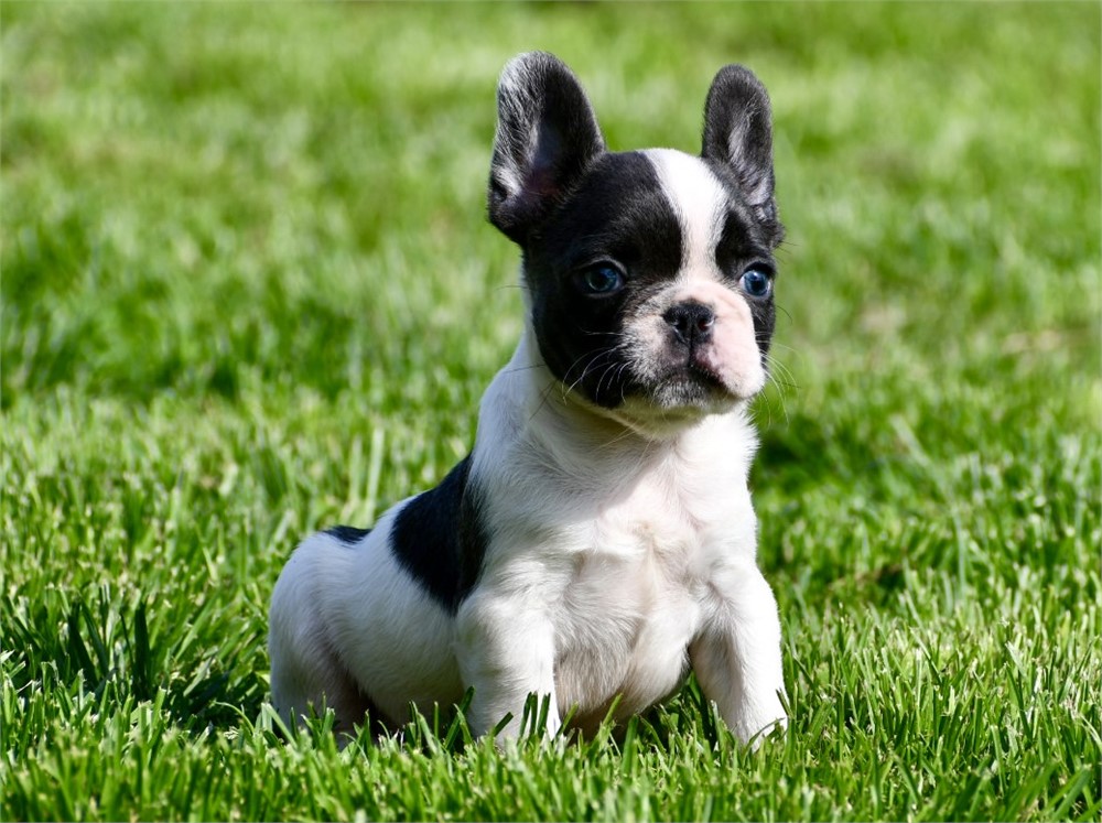 Mouse - Cute AKC Male French Bulldog!!
