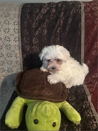 Tiny Maltese