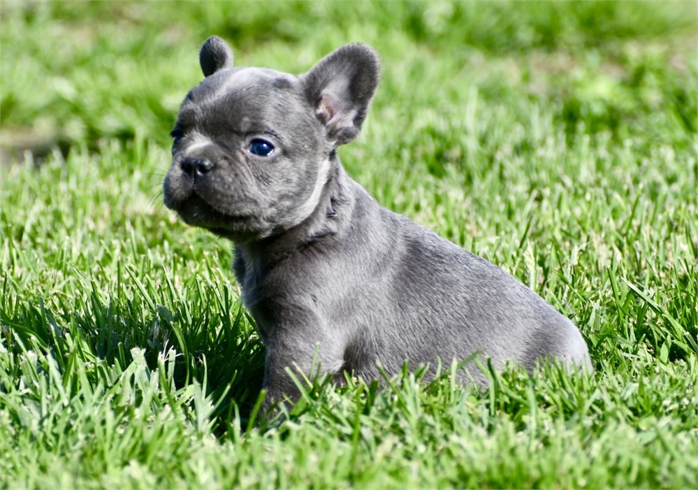 Bode ~ Gorgeous AKC Blue Male French Bulldog