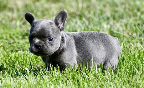 Bode ~ Gorgeous AKC Blue Male French Bulldog