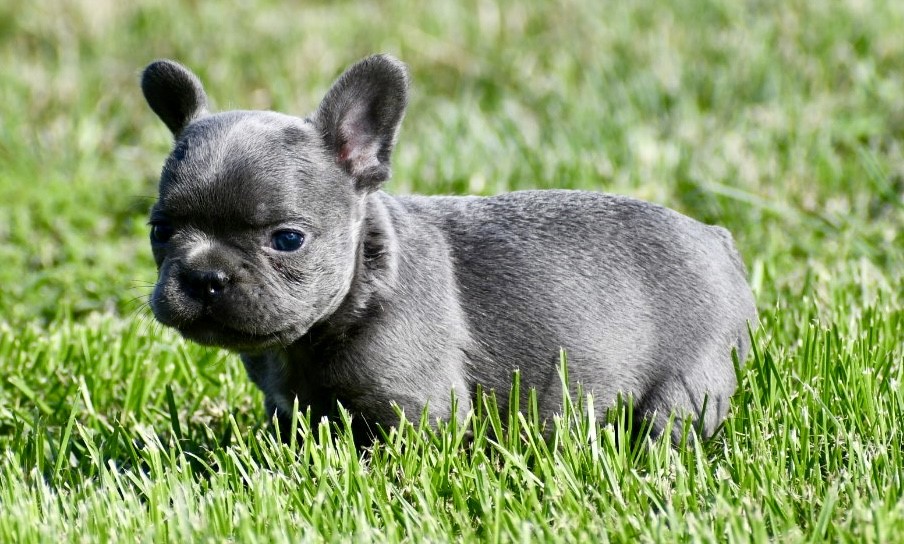 Bode ~ Gorgeous AKC Blue Male French Bulldog