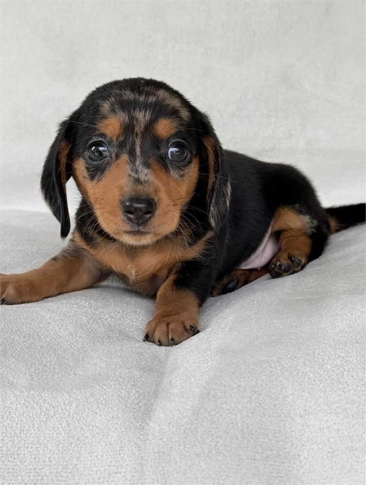 Miniature dachshund  dapple