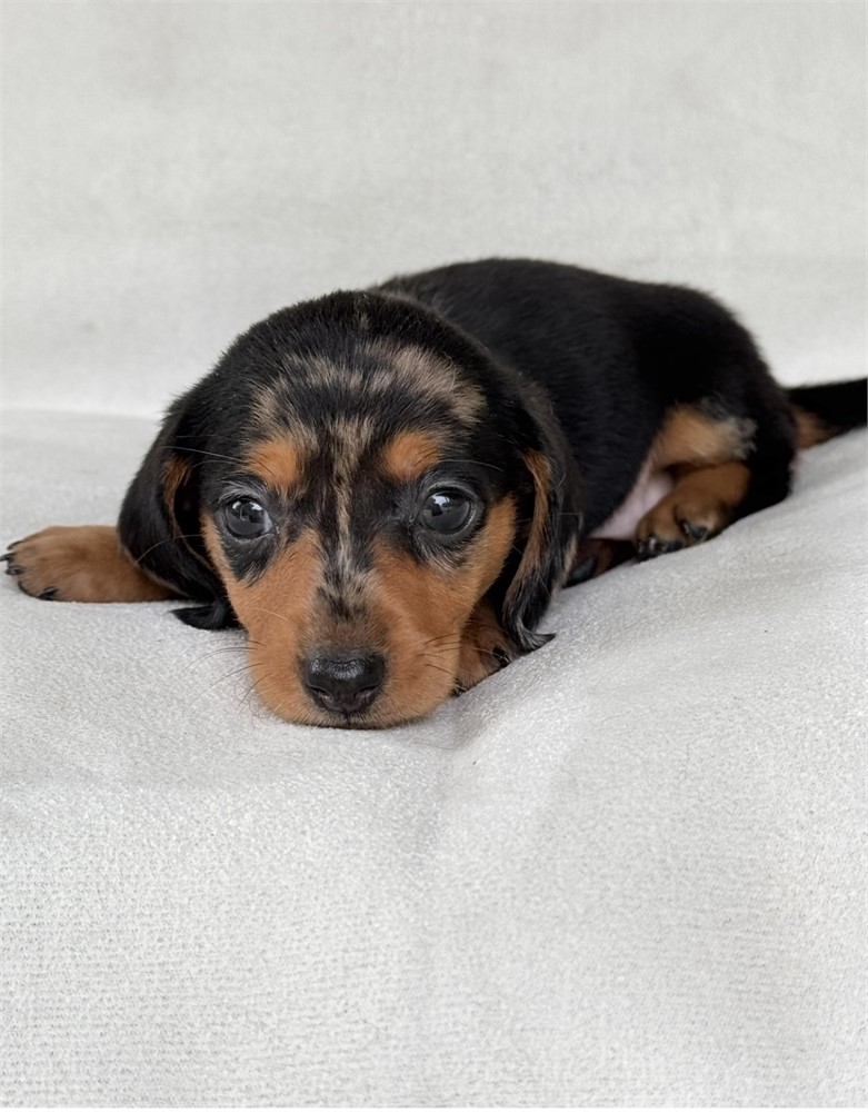Miniature dachshund  dapple