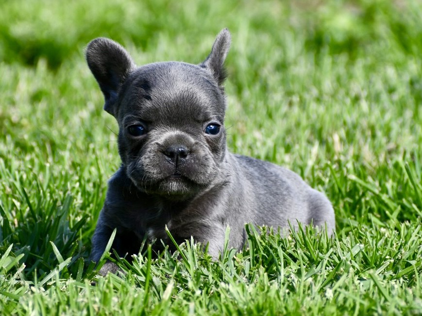 Bode ~ Gorgeous AKC Blue Male French Bulldog