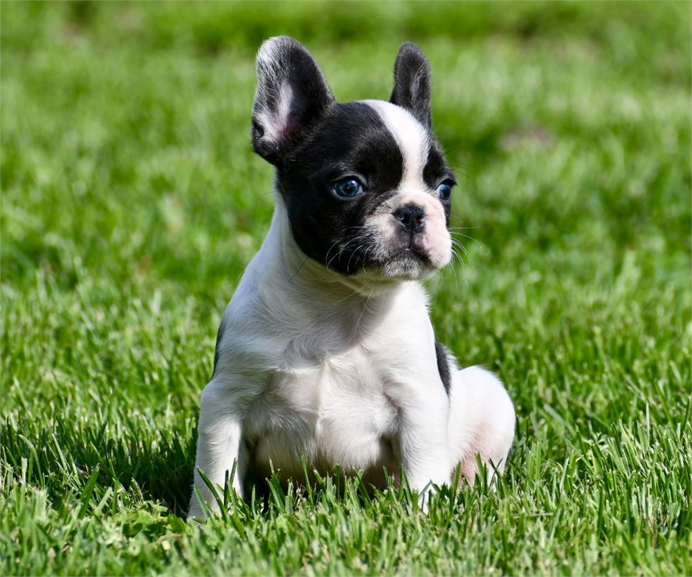 Mouse - Cute AKC Male French Bulldog!!