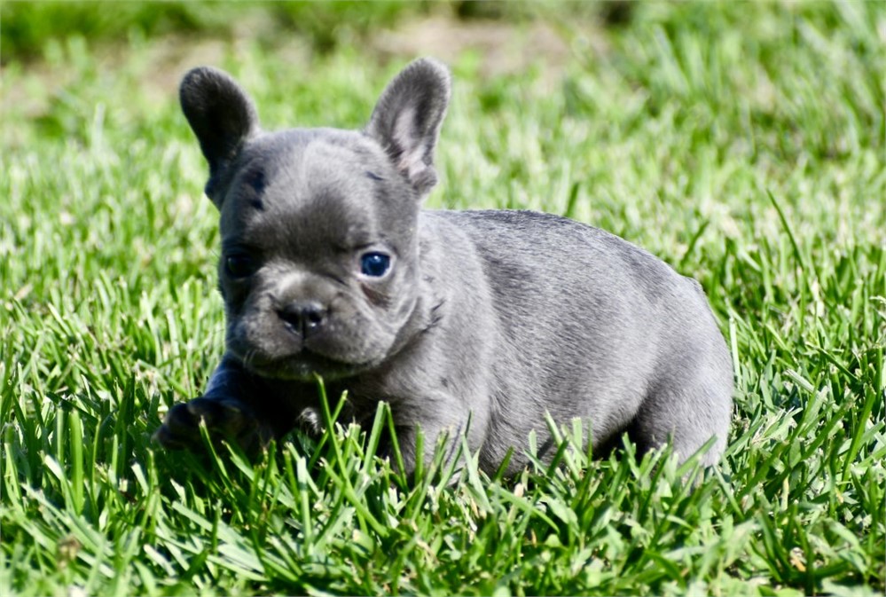 Bode ~ Gorgeous AKC Blue Male French Bulldog