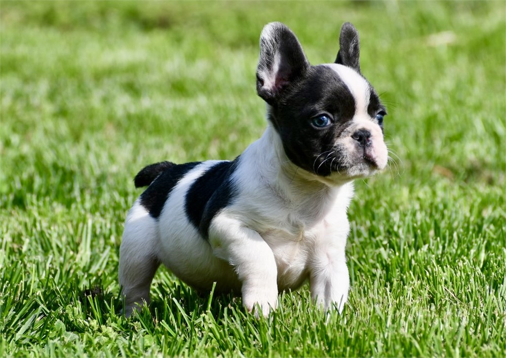 Mouse - Cute AKC Male French Bulldog!!