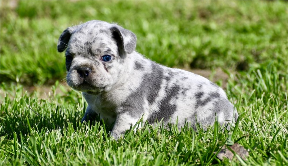 Kase ~ Gorgeous AKC Merle Male French Bulldog