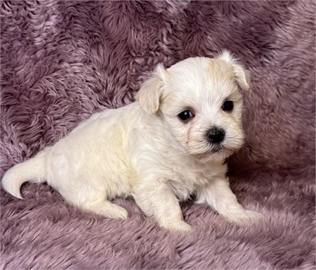 APRI Female Maltese