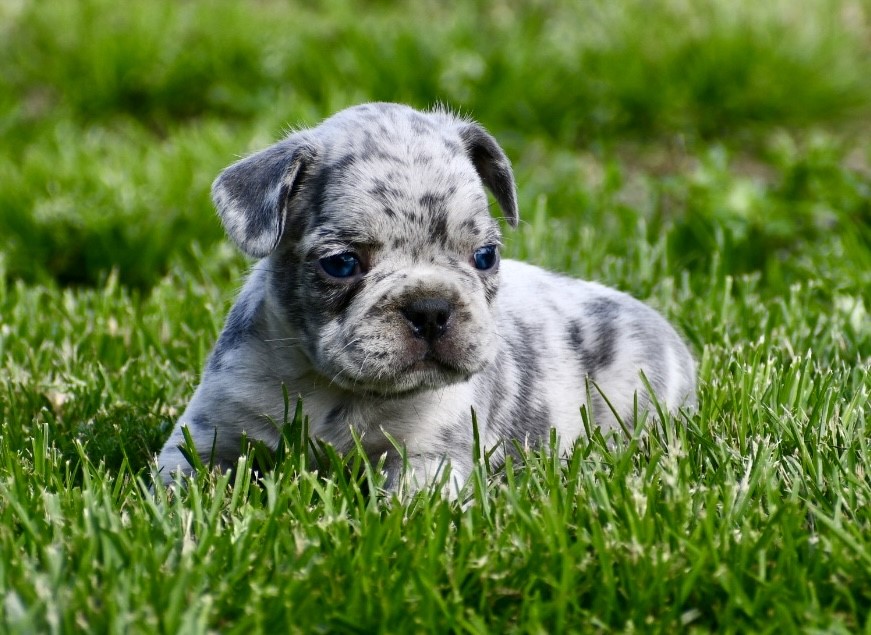 Kase ~ Gorgeous AKC Merle Male French Bulldog