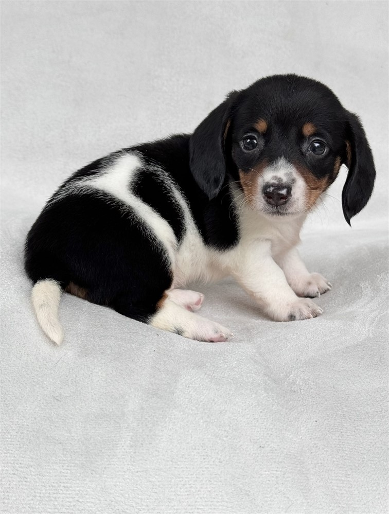Miniature dachshund dapple