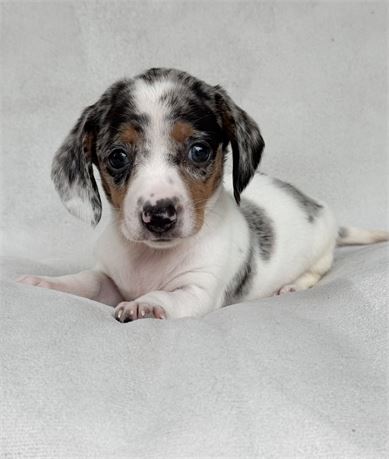 Miniature dachshund dapple