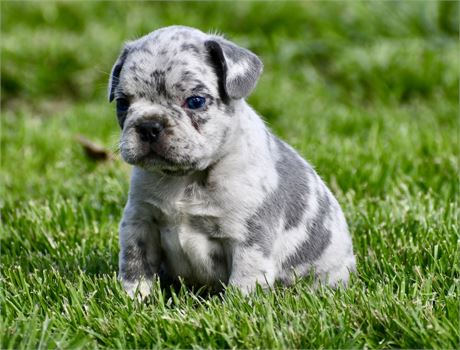 Kase ~ Gorgeous AKC Merle Male French Bulldog