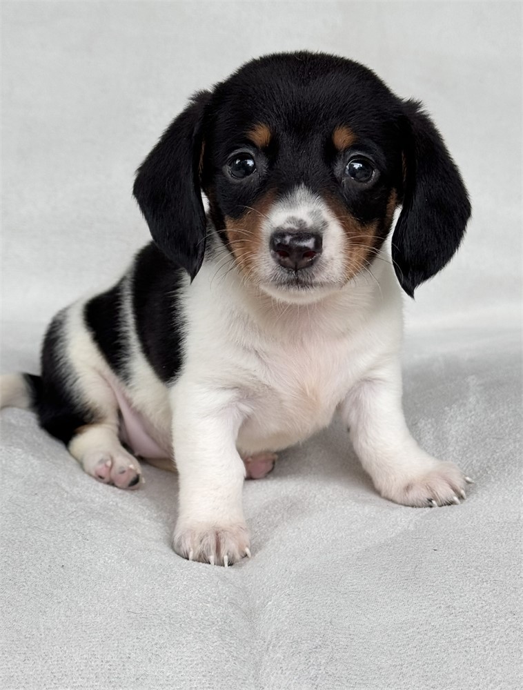 Miniature dachshund dapple