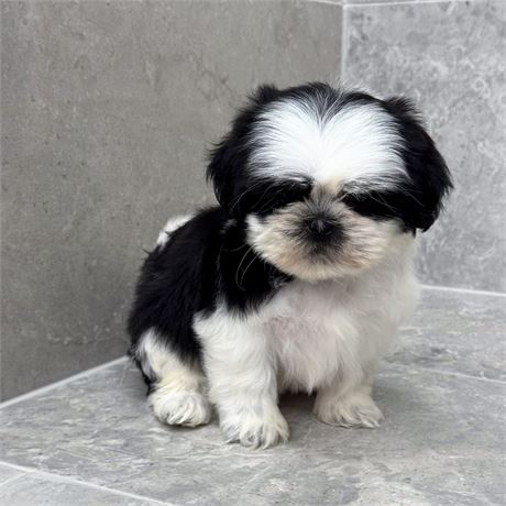 Shihtzu 26128-02