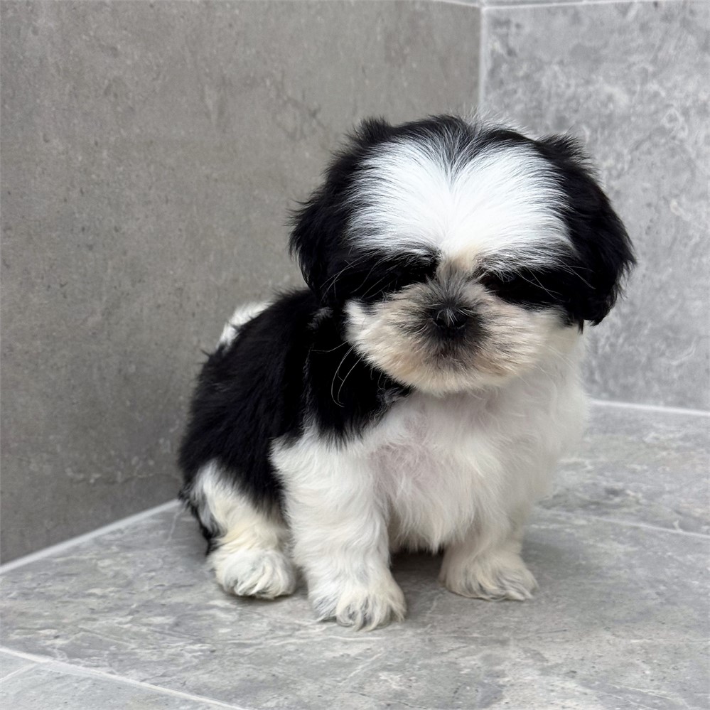 Shihtzu 26128-02
