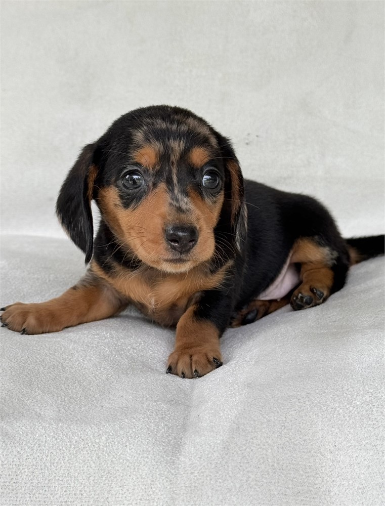 Miniature dachshund  dapple