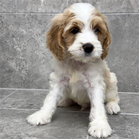 Comfort Retriever Mini  26131-01