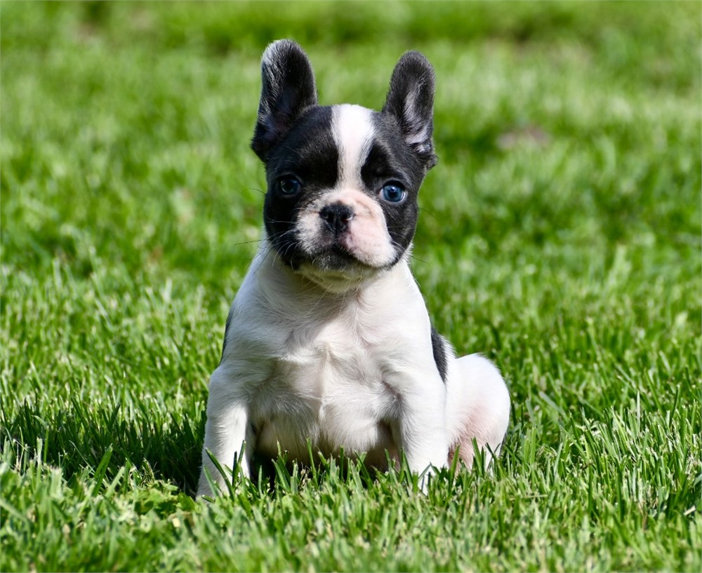 Mouse - Cute AKC Male French Bulldog!!
