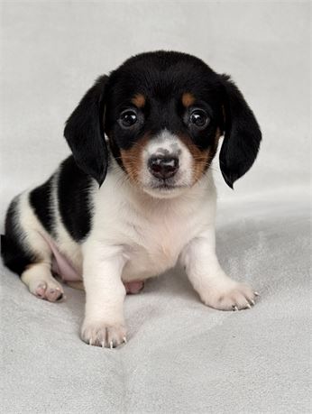 Miniature dachshund dapple
