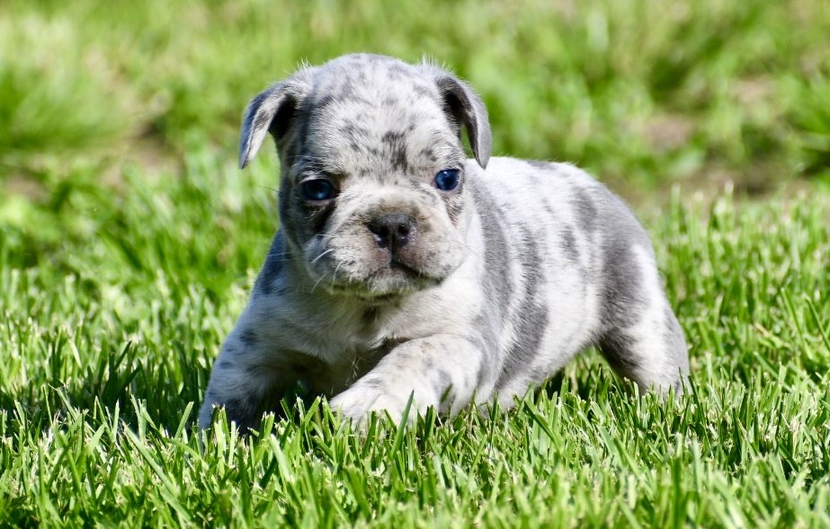 Kase ~ Gorgeous AKC Merle Male French Bulldog