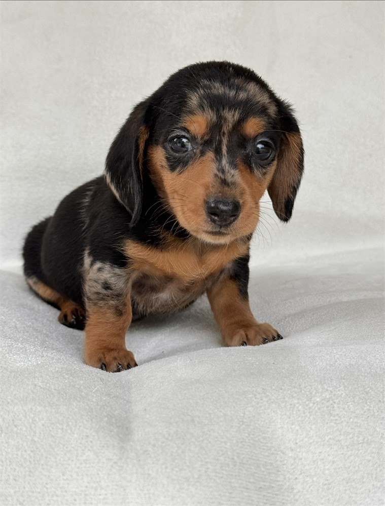 Miniature dachshund  dapple