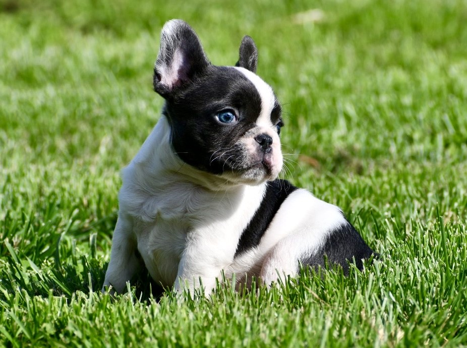 Mouse - Cute AKC Male French Bulldog!!