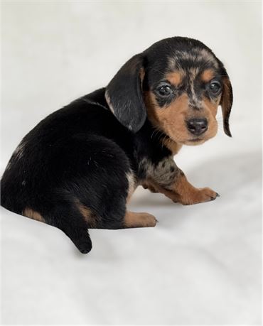 Miniature dachshund  dapple