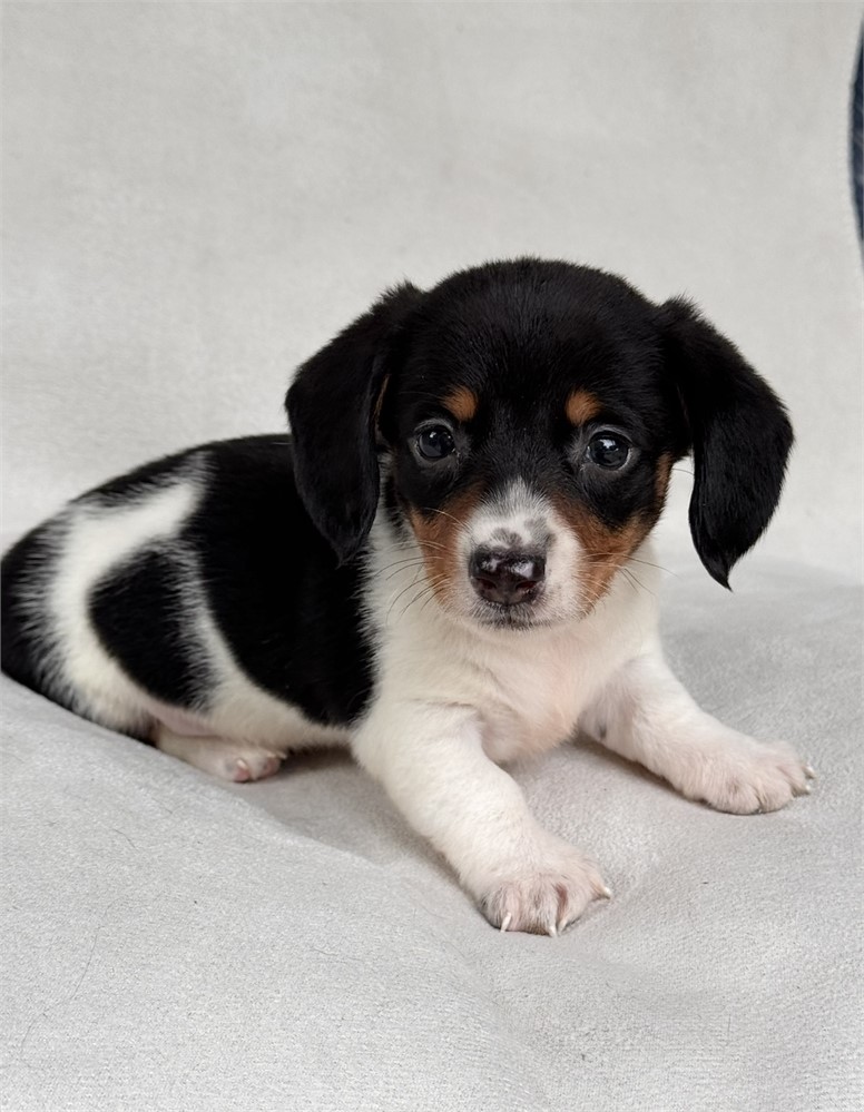 Miniature dachshund dapple