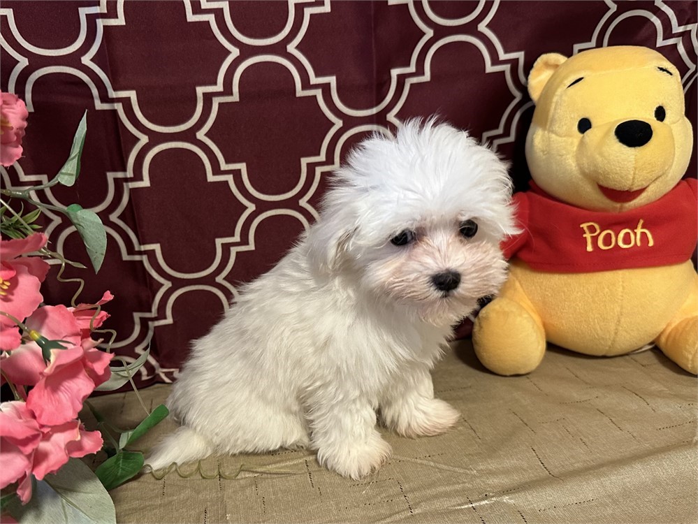 NICE 2lb FEMALE DAISY