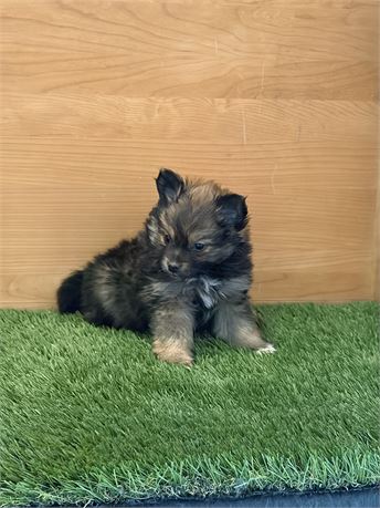 Pomeranian Female