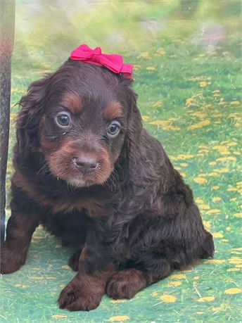 Chocolate/tan Female Cavapoo