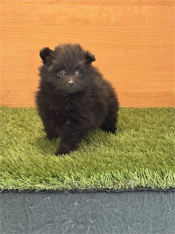 Pomeranian
