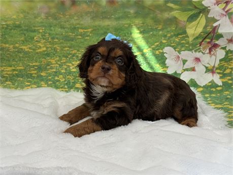 Chocolate/tan male Cavapoo