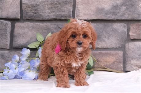 Very cute red cavapoo with white markings