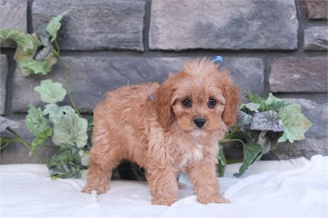 Apricot cavapoo