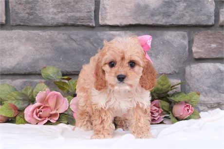 Apricot cavapoo with white marking