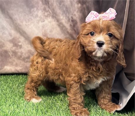 Gorgeous Dark Red and White Cavapoo Female