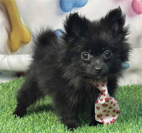 Very Tiny Black Male Pom-full of spunk! 1.14 @ 12 weeks