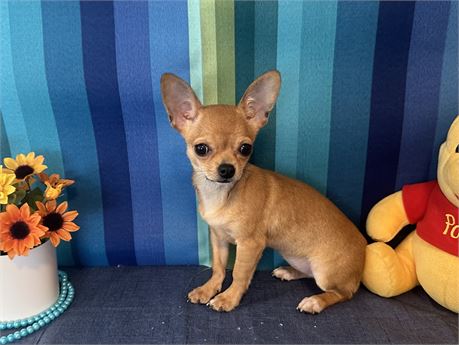 SWEET LITTLE FEMALE Chi Chi