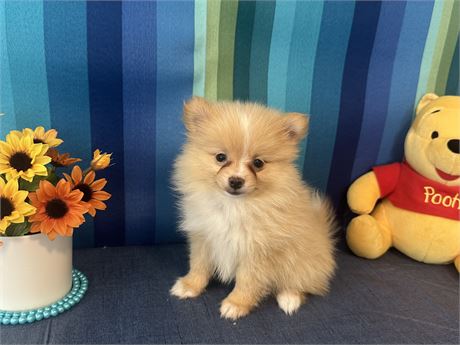 TINY 1.12 FEMALE PRISSY
