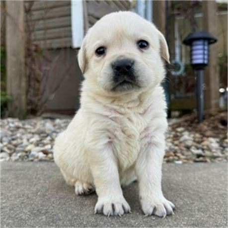 ACA English Labrador - Eli