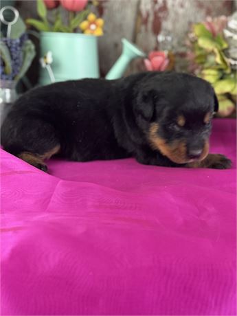 Female Rottweiler-Sunny